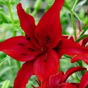6 Asiatic Lily Flower Bulbs Mix - Perennial Butterfly Garden Plants - Image 2