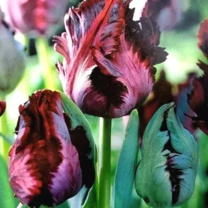 6 Black Parrot Tulip Flower Bulbs - Exotic Deep Purple Perennial Flowers - Image 1