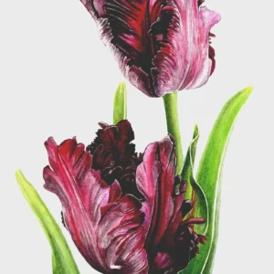 6 Black Parrot Tulip Flower Bulbs - Exotic Deep Purple Perennial Flowers - Image 4