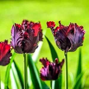 6 Black Parrot Tulip Flower Bulbs - Exotic Deep Purple Perennial Flowers - Image 8