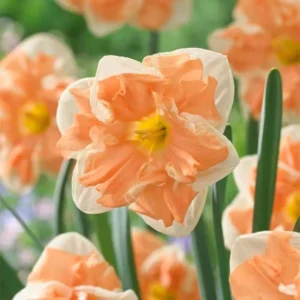 6 Double Daffodil Flower Bulbs Butterfly Mix - Narcissus Perennial Flowers - Image 12
