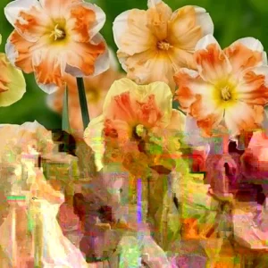 6 Double Daffodil Flower Bulbs Butterfly Mix - Narcissus Perennial Flowers - Image 2