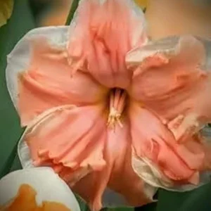 6 Double Daffodil Flower Bulbs Butterfly Mix - Narcissus Perennial Flowers - Image 6