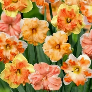 6 Double Daffodil Flower Bulbs Butterfly Mix - Narcissus Perennial Flowers - Image 7