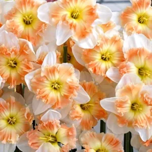 6 Double Daffodil Flower Bulbs Butterfly Mix - Narcissus Perennial Flowers - Image 8