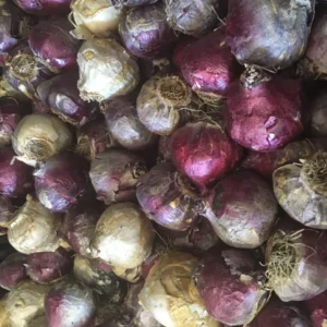 6 Purple Hyacinth Bulbs - Hyacinth orientalis Mixture - Fragrant Outdoor Plant - Image 2