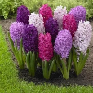 6 Purple Hyacinth Bulbs - Hyacinth orientalis Mixture - Fragrant Outdoor Plant - Image 1