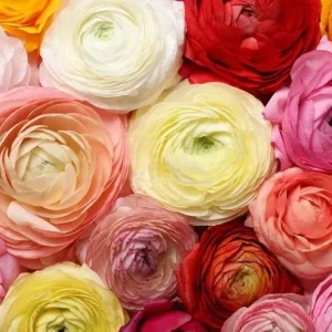60 Mixed Ranunculus Seeds – Double Bloom Buttercups Colorful Perennial Flowers - Image 2