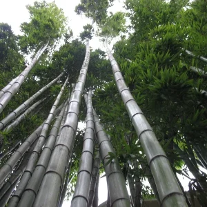 60+ Moso King Giant Bamboo Seeds - Phyllostachys edulis - Fast Growing Perennial - Image 3