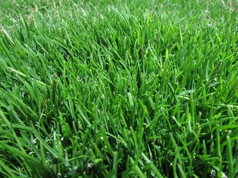 60,000 Emerald Zoysia Grass Seeds - Premium Lawn Turf, Drought Tolerant - Image 2