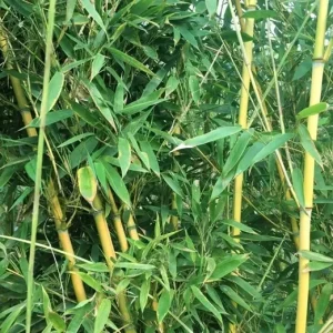 7 Golden Bamboo Seeds - Yellow Crookstem Cold Hardy Perennial for Home Decor - Image 3