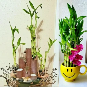 7 Lucky Bamboo Plant Seeds - Dracaena Sanderiana Feng Shui Houseplant Indoor - Image 2