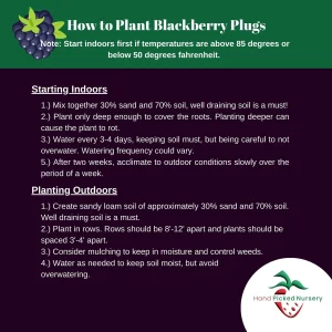 7 Prime Ark Thornless Blackberry Live Plants – Primocane Fruiting Plugs – Large Sweet Berries – USDA Zones 5-8 - Image 3
