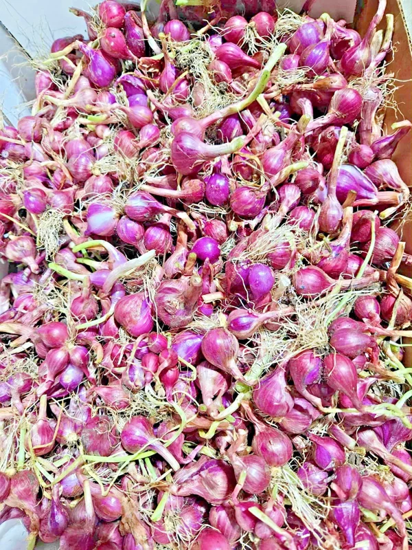 8oz Premium Red Shallot Bulbs – Gourmet Allium cepa Bulbs for Planting - Image 2