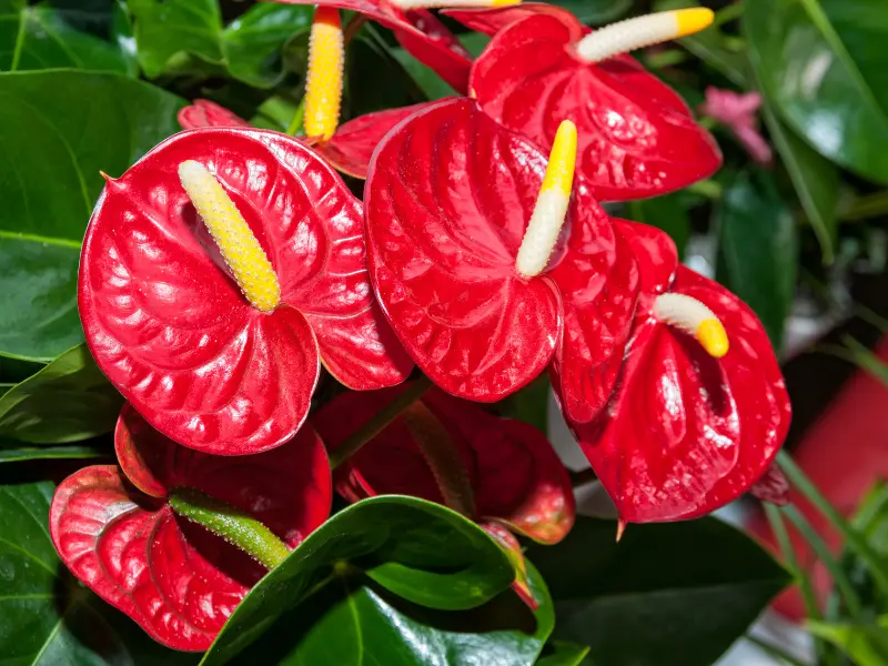 Anthurium - Romantic houseplants