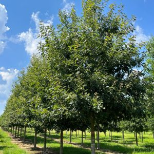 Cherrybark Oak tree live plant