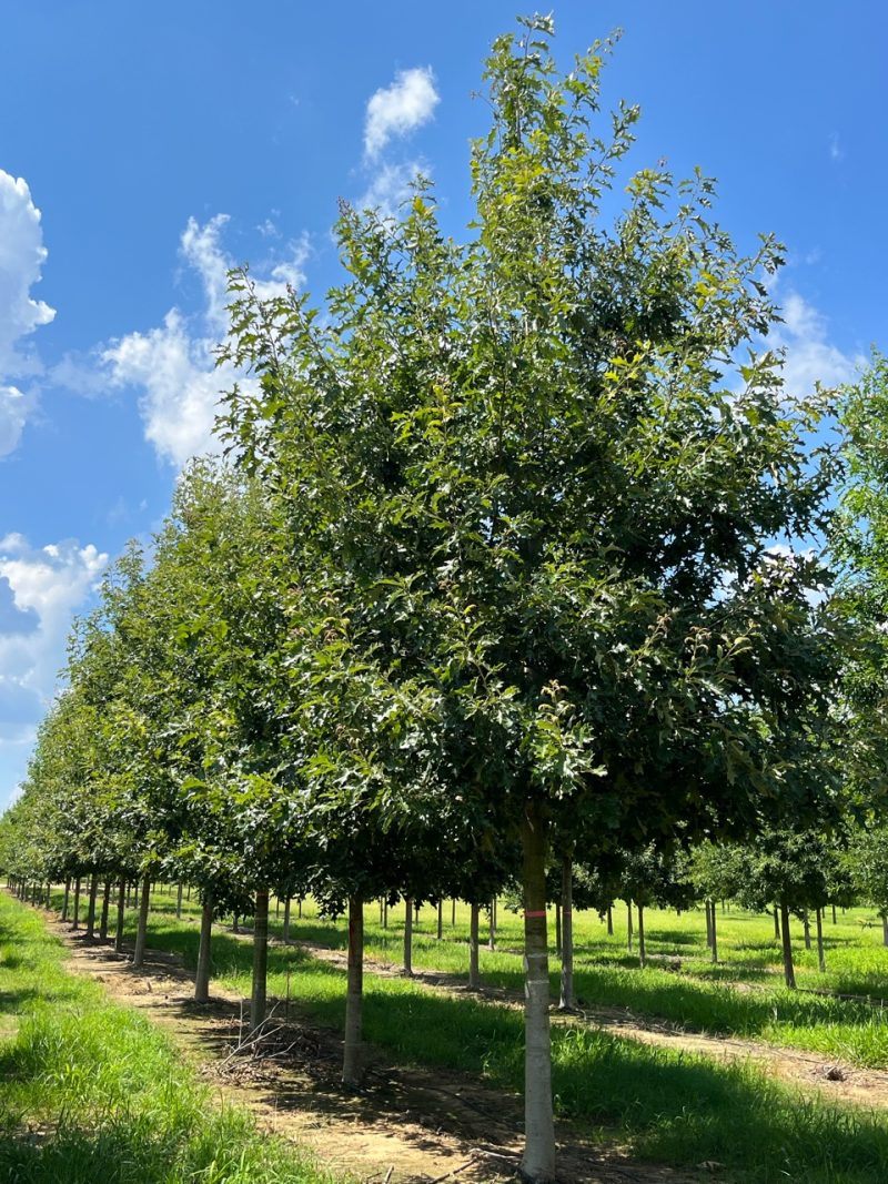 Cherrybark Oak Tree Live Plants - Quercus pagoda, Set of 2