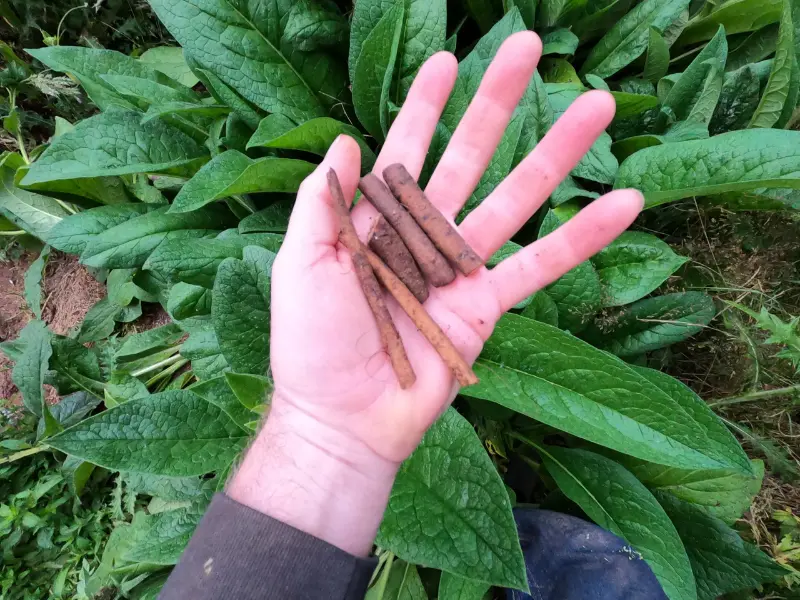 comfrey root cuttings
