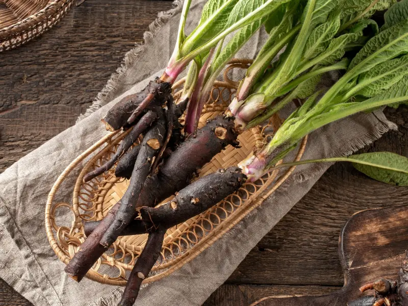 How to use Comfrey root cuttings