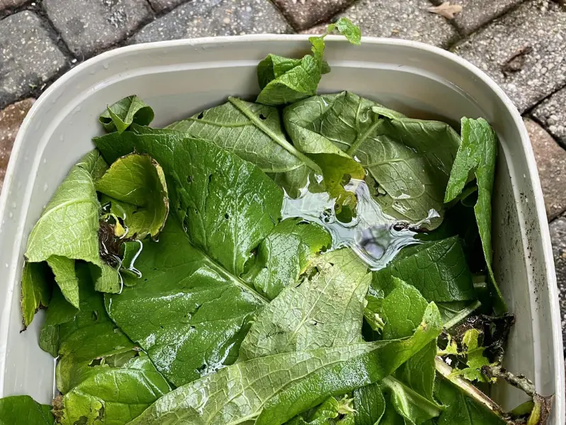 Fill the bucket of comfrey with water