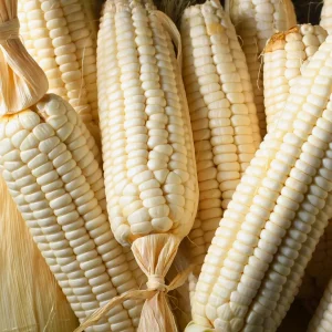 Hickory King White Dent Corn Seeds