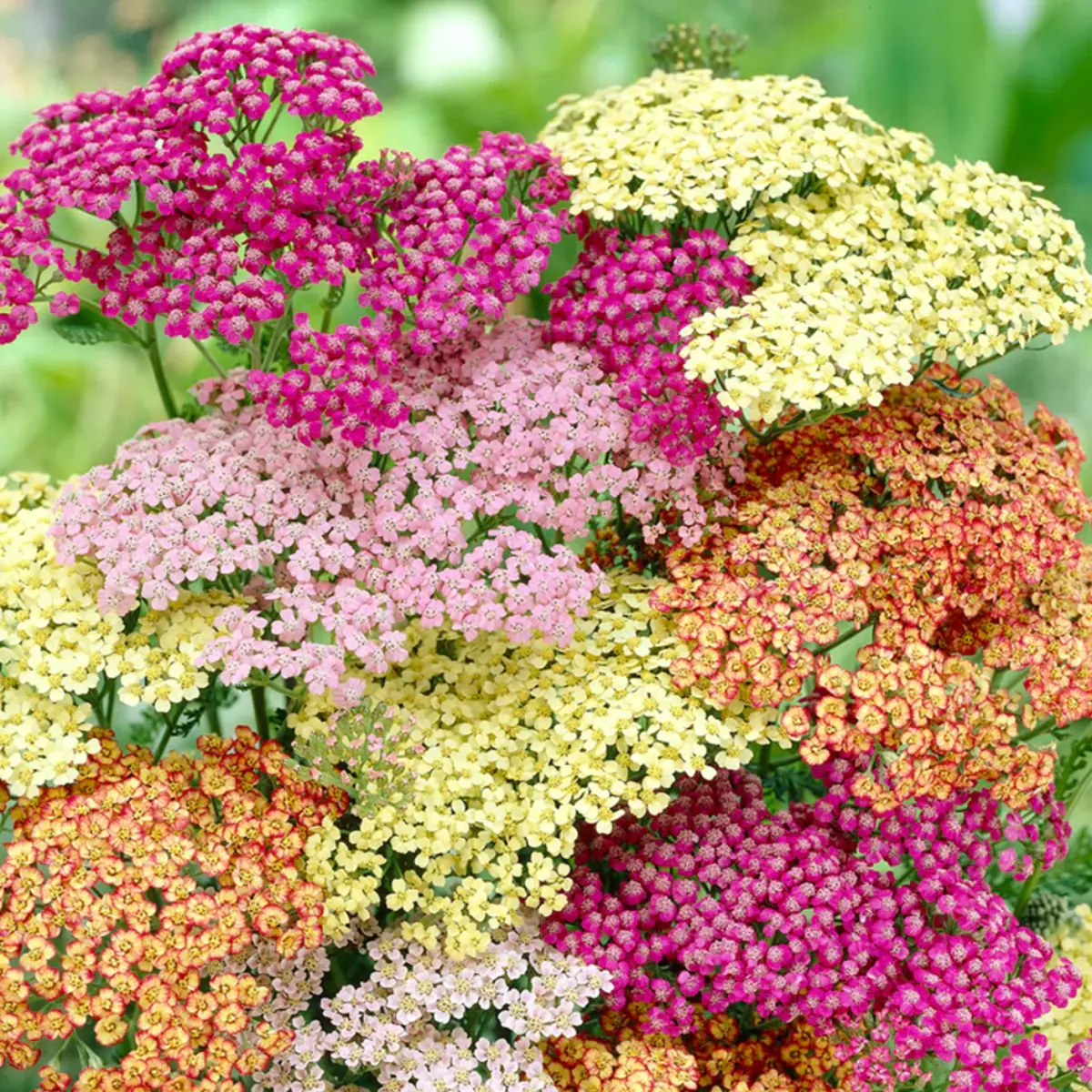 Mixed Color Yarrow Live Bare Root Plants 2