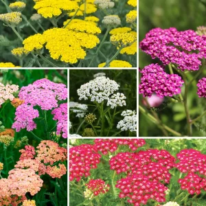 Mixed Color Yarrow Live Bare Root Plants