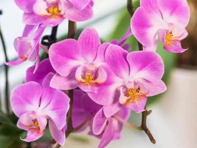 Orchids (Phalaenopsis)