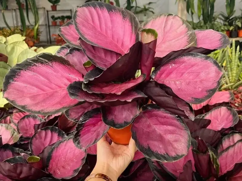 Rose Painted Calathea (Calathea roseopicta) - Romantic houseplants