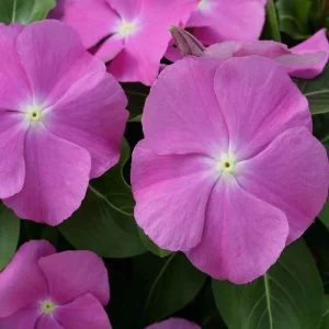 Vinca Hotlik Purple Eye Seeds