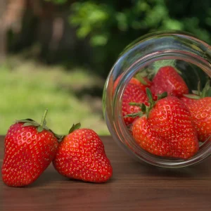25 Chandler Strawberry Plants – June Bearing Bare Root – Large Sweet Red Berries High Yield Variety – From Hand Picked Nursery