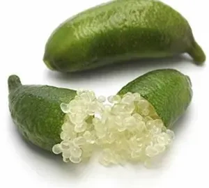 White Finger Lime Live Plant – 3 Gallon Grafted Tree – 1-2 ft Tall