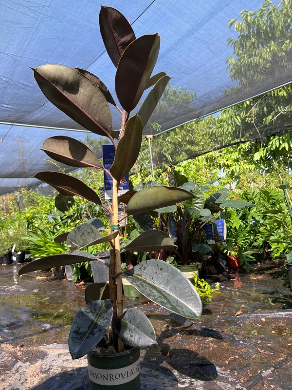 Abidjan Rubber Plant Live, Ficus Elastica, 3ft Tall, 6in Pot, Indoor Houseplant - Image 2