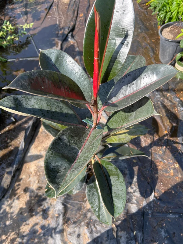 Abidjan Rubber Plant Live, Ficus Elastica, 3ft Tall, 6in Pot, Indoor Houseplant - Image 3