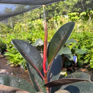 Abidjan Rubber Plant Live, Ficus Elastica, 3ft Tall, 6in Pot, Indoor Houseplant - Image 1