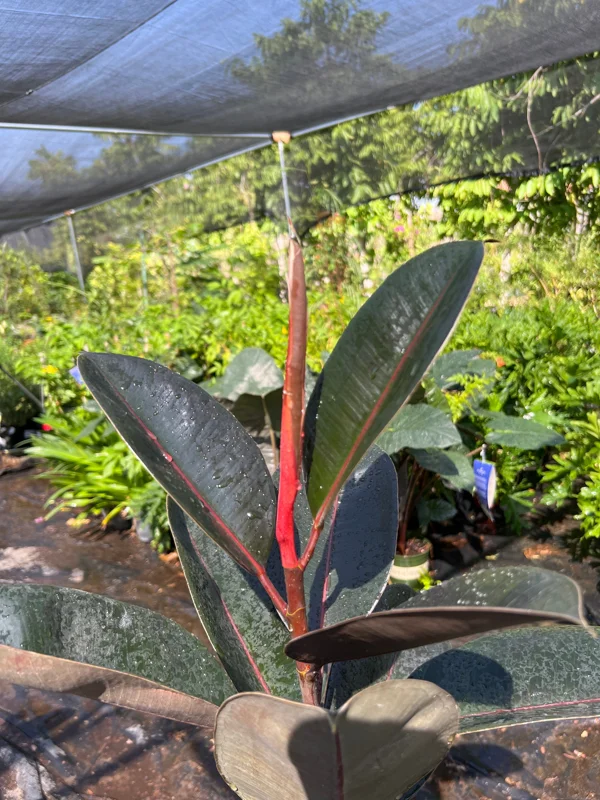 Abidjan Rubber Plant Live, Ficus Elastica, 3ft Tall, 6in Pot, Indoor Houseplant - Image 1