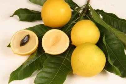 Abiu Live Plant – Pouteria Caimito – Tropical Fruit Tree – 3 ft Tall – 3 Gal Pot - Image 1