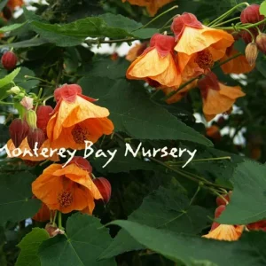 Abutilon 'Apricot' Live Plant - Flowering Maple, 1-2ft Tall, 6" Pot - Image 1