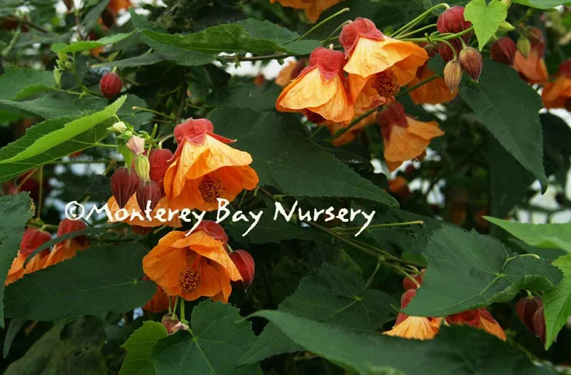 Abutilon 'Apricot' Live Plant - Flowering Maple, 1-2ft Tall, 6" Pot - Image 1
