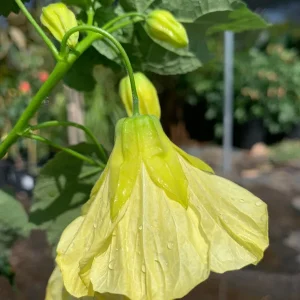 Abutilon Chiffon Live Plant - Flowering Maple Shrub, Yellow Bell Flowers, 2ft Tall, 6 Inch Pot - Image 2