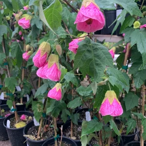 Abutilon Neon Rose Live Plant 1-2ft Tall 6" Pot Flowering Shrub - Image 1