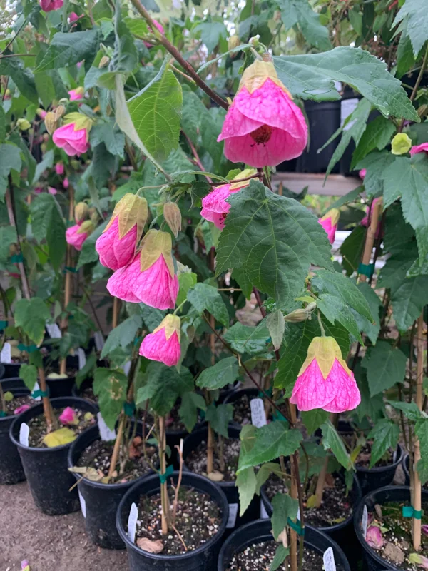 Abutilon Neon Rose Live Plant 1-2ft Tall 6" Pot Flowering Shrub - Image 1