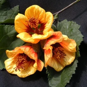 Abutilon 'Painted Bells' Live Plant - Flowering Maple, 1-2ft Tall, 6" Pot - Image 1