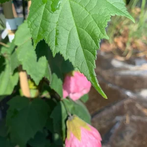 Abutilon Rosalie Live Plant – Pink Flowering Shrub – 2-3 ft Tall – 6 inch Pot - Image 2