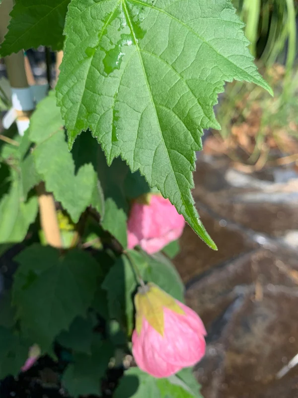 Abutilon Rosalie Live Plant – Pink Flowering Shrub – 2-3 ft Tall – 6 inch Pot - Image 2
