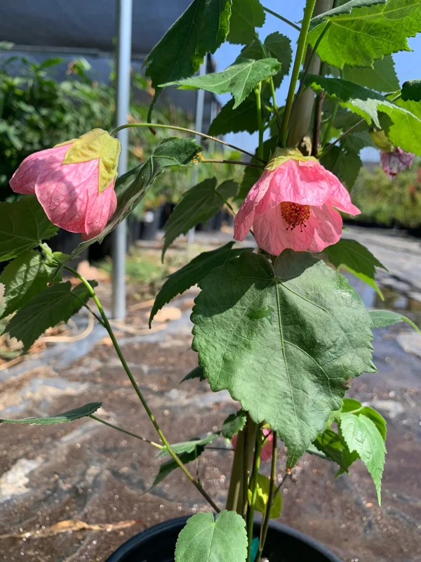 Abutilon Rosalie Live Plant – Pink Flowering Shrub – 2-3 ft Tall – 6 inch Pot - Image 3