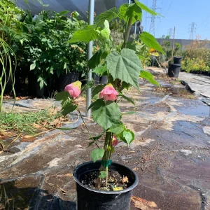Abutilon Rosalie Live Plant – Pink Flowering Shrub – 2-3 ft Tall – 6 inch Pot - Image 4