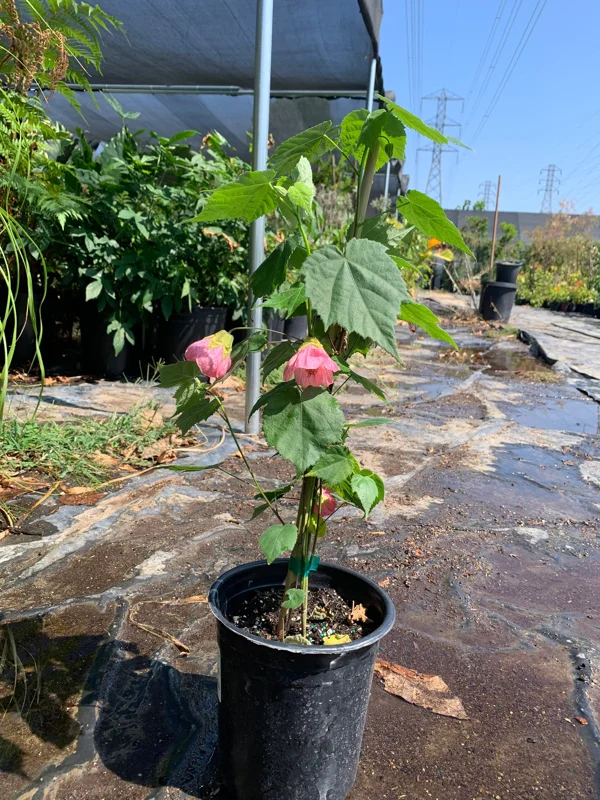 Abutilon Rosalie Live Plant – Pink Flowering Shrub – 2-3 ft Tall – 6 inch Pot - Image 4