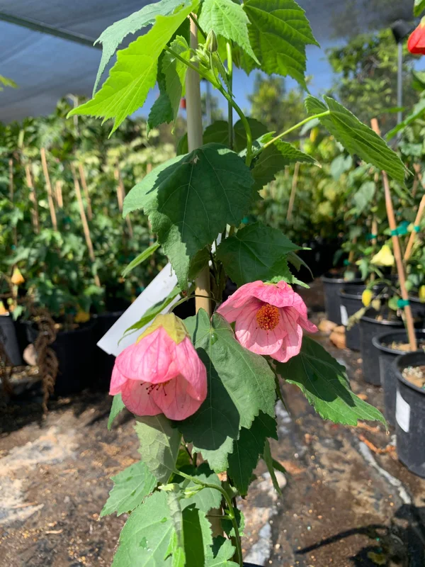 Abutilon Rosalie Live Plant – Pink Flowering Shrub – 2-3 ft Tall – 6 inch Pot - Image 5