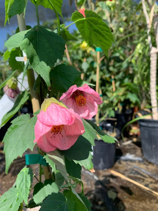 Abutilon Rosalie Live Plant – Pink Flowering Shrub – 2-3 ft Tall – 6 inch Pot - Image 1